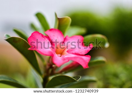 Azalea flowers From the adenium with blur background.