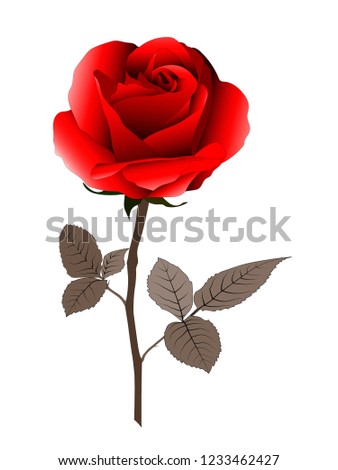 Realistic red rose 