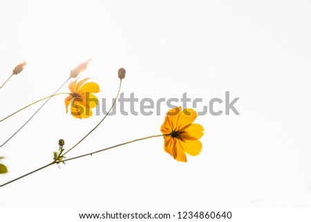 Yellow Cosmos flower blooming in the field. Sulfur cosmos isolated on white background (Cosmos sulphureous) with copy space.