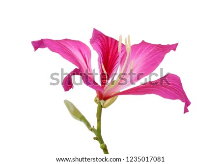 beautiful Bauhinia purpurea flower (Camel’s foot flower) isolated on white background