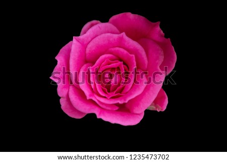 Isolate pink rose on black background.