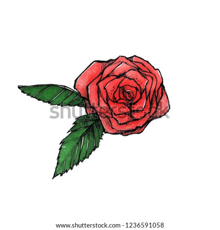 Hand drawn rose isolated on white background. Graphic element. Floral form. 
