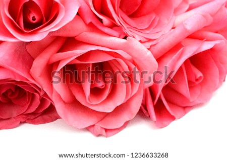 Closeup of pink rose bundle on white