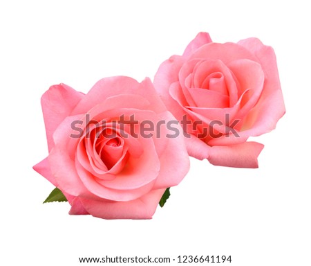 two pink head roses isolated on white 