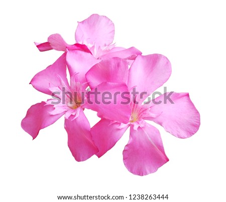 Closeup of pink oleander flowers isolated on white 