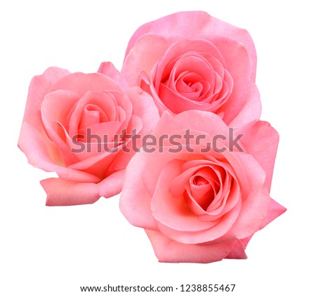 pink rose bloom by gift