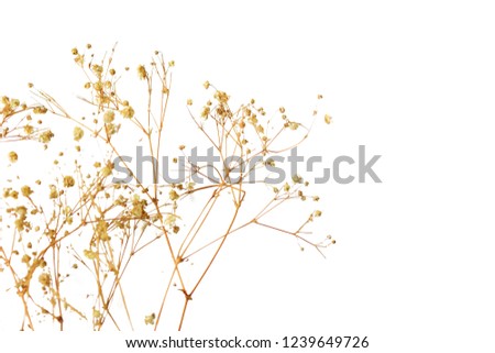 Dry grass flower on white background