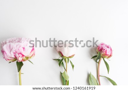 Directly above view of three pink peonies on white background with copy space (selective focus)