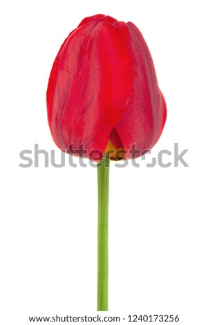 Red tulip closeup isolated on white background