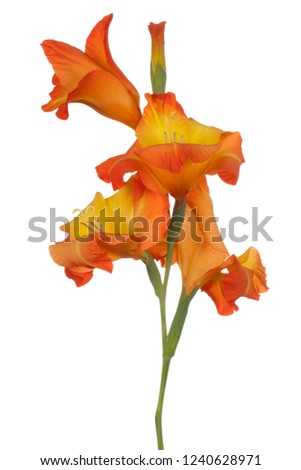 Studio Shot of Red and Yellow Colored Gladiolus Flower Isolated on White Background. Large Depth of Field (DOF). Macro. Close-up.