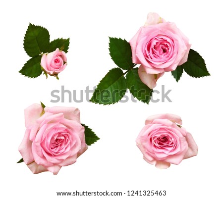 Set of pink rose flower and buds isolated on white. Top view.
