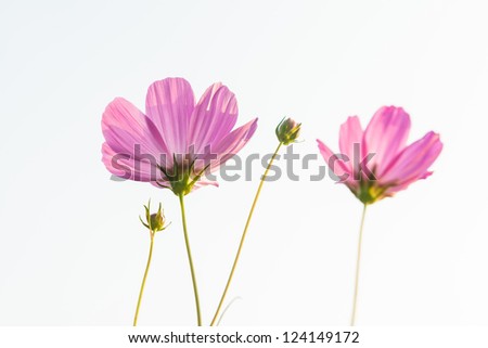 pink daisy with bright sky