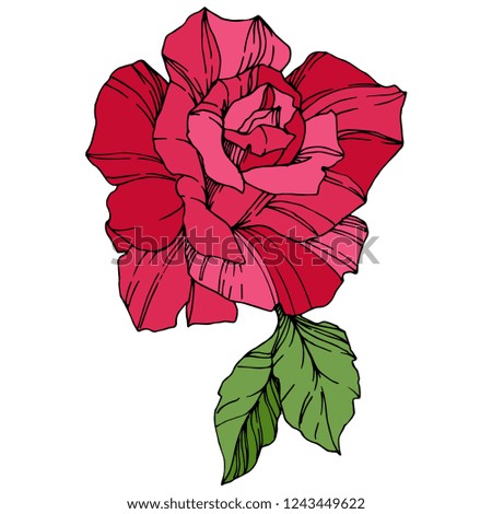 Vector Rose. Floral botanical flower. Red engraved ink art. Isolated rose illustration element. Wild spring leaf wildflower isolated.