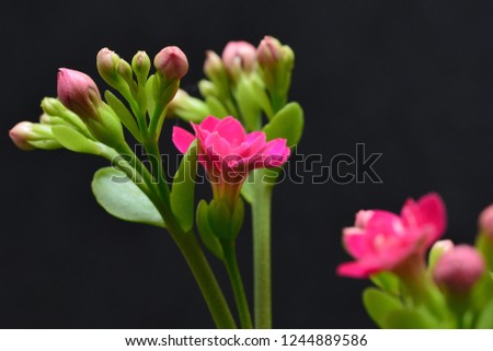 red calandiva flower
