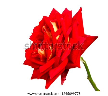 pink and yellow  rose isolated on white background