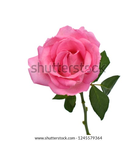 beautiful pink rose flower isolated on white background