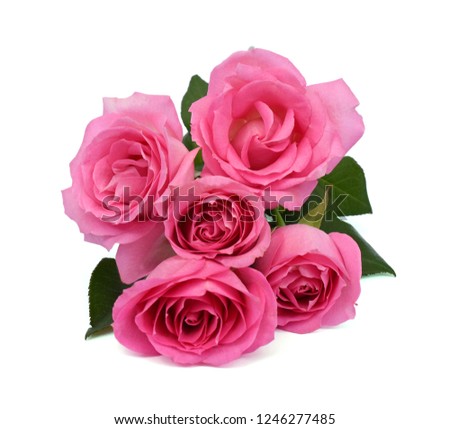 beautiful pink rose flowers isolated on white background
