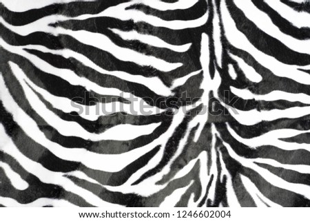 zebra skin texture pattern background