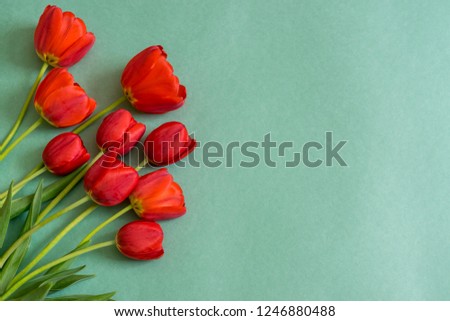 Colorful red tulips on green paper background. Beautiful spring floral mock up for greeting card. Flat lay, top view, copy space