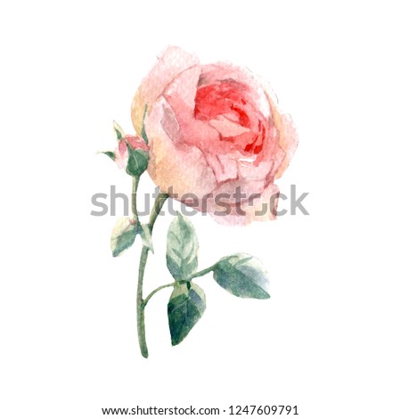 Watercolor illustration. The Rose. You can use this element for your design.