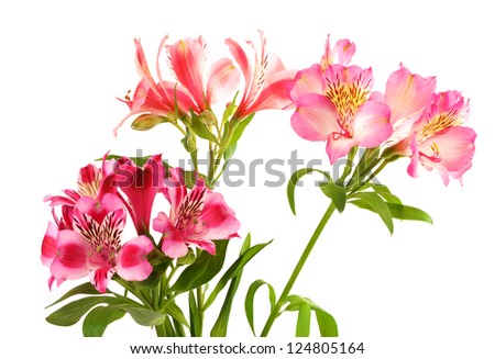 Lilies (alstroemeria). Isolated on white background