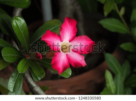 Closeup Plumeria Flower with Buds and Green Leaves Isolated on Nature Background