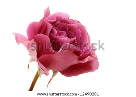 Fresh pink rose on isolated white background