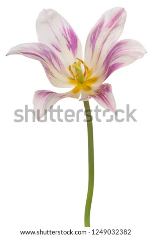 Studio Shot of Purple and White Colored Tulip Flower Isolated on White Background. Large Depth of Field (DOF). Macro. Close-up.