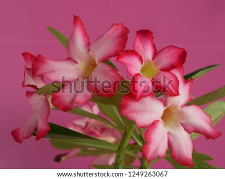 Adenium  : Azalea flowers are a colorful species of flowers. It is easy to grow. Resistant to extreme drought The Desert Rose.(Pink background) 
