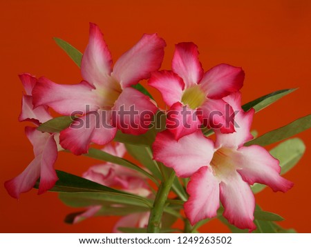 Adenium  : Azalea flowers are a colorful species of flowers. It is easy to grow. Resistant to extreme drought The Desert Rose. ( Red backdrop)  