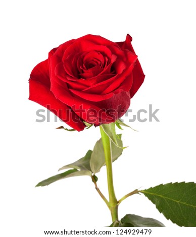 Red rose bud isolated on white background