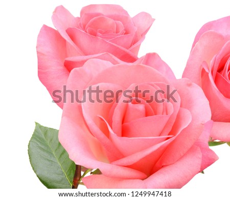 pink roses on the white background