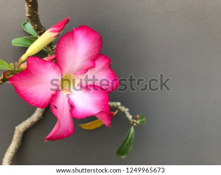 Impala Lily or Desert Rose or Mock Azalea, Pink bignonia flower on grey concrete wall. 