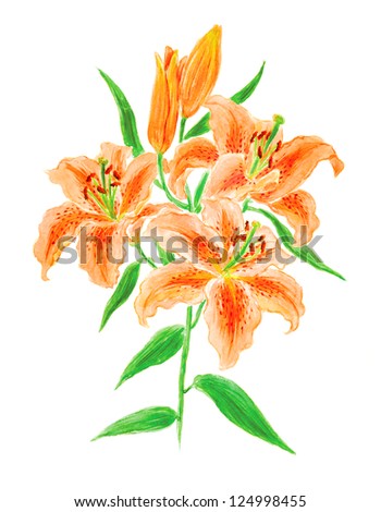 Lilies flower. Drawing watercolor