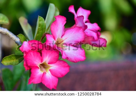 beautiful​ pink​ Adenium​ Obesum​ flowers​ in​ the​ garden​