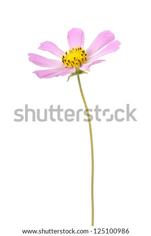 Cosmos, flower isolted on white