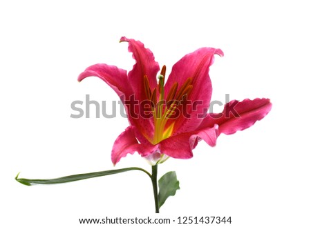 Beautiful red lily flower isolated on white background