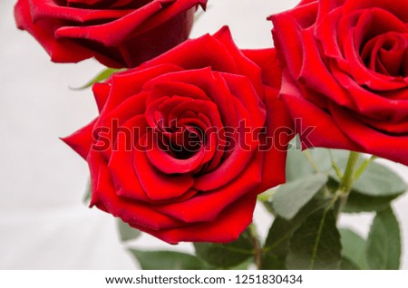 three rose. flowers isolated on white background