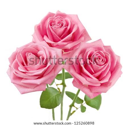 Pink roses bunch isolated on white background