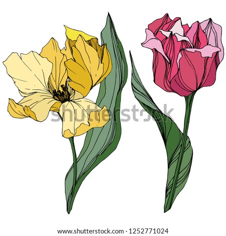 Vector Yellow and pink tulip engraved ink art. Floral botanical flower. Wild spring leaf wildflower isolated. Isolated tulip illustration element.