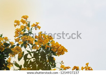 Beautiful yellow flowers blooming contrasting to the white sky in the morning light