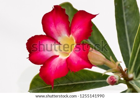 Adenium flower on closeup