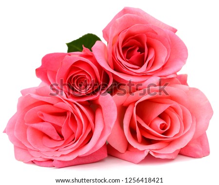 Pink rose bouquet at front lay down on white
