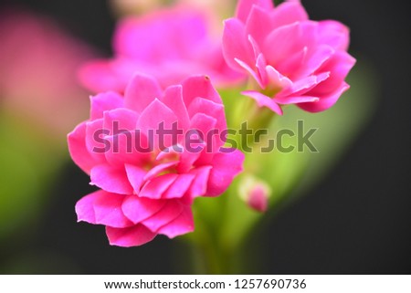 pink calandiva flower