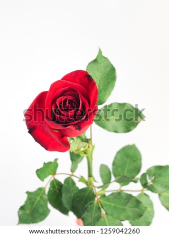 valentine day loves Red rose, on white background.