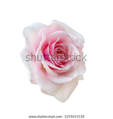 Pink rose isolated on a white background