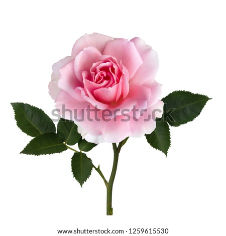 Delicate pink rose with green leaves isolated on white background