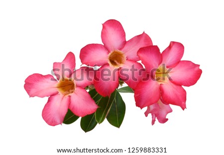 beautiful frangipani flower isolated on white background