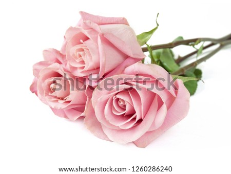 beautiful roses bunch isolated on white background