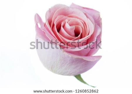 beautiful rose isolated on white background